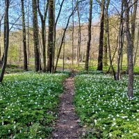 Иду по тропинке, а вокруг цветочные поляны! :: Лия ☼