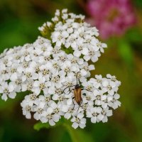 Дела насущные... :: Николай Гирш