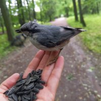 Поползень :: Сапсан 