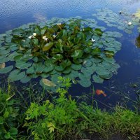 * * * :: Андрей Лукьянов