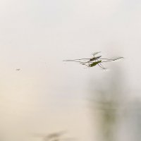 водомерка :: Осень 