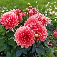 Георгины :: Veera V