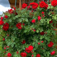 Розы — это символы нежности и красоты :: Ольга Довженко