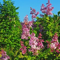 Сирень  и летнее солнцестояние! :: Владимир 