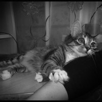 Мама, ну ты чего?! Я же с тобой! :: Борис Яковлев