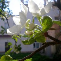 Весна в деталях :: Роман Савоцкий