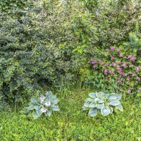 Июньские краски :: Валерий Иванович