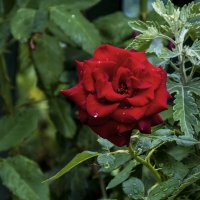 Алая  роза :: Валентин Семчишин