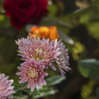 Хризантемы :: Валентин Семчишин