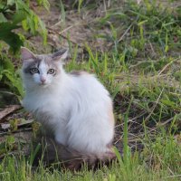 Случайные встречи :: Любовь Сахарова