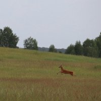 Случайные встречи :: Любовь Сахарова