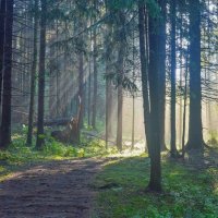 Утро в еловом лесу...... :: Юрий Цыплятников