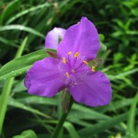 Красивая традесканция :: Людмила Смородинская Красивая традесканция :: Людмила Смородинская