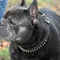 Москва. Парад французских бульдогов в усадьбе «Воронцово». :: Наташа *****