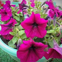 Городские цветы :: Alisia La DEMA