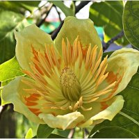 Цветок тюльпанового дерева - лириодендрона. :: Валерия Комова Цветок тюльпанового дерева - лириодендрона. :: Валерия Комова