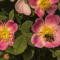 Шиповник напоит нектаром. :: Петр Беляков Шиповник напоит нектаром. :: Петр Беляков