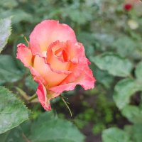 ,,, :: Сергей Тимоновский