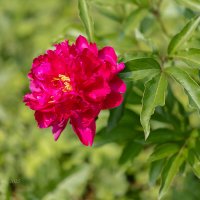 Красный пион :: Александр Синдерёв