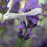 Белокрылка :: Александр Ковальчук