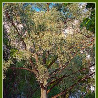 Фотоэтюд :: Владимир Кроливец Фотоэтюд :: Владимир Кроливец