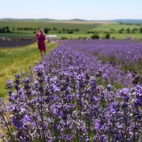 лавандовая ферма :: Светлана Баталий лавандовая ферма :: Светлана Баталий