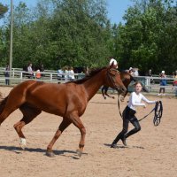 Международная конная выставка "Иппосфера" 2025 :: Николай 