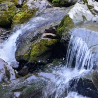 Таёжный этюд :: Татьяна Лютаева