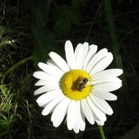 Любит - не любит... :: Freddy 97