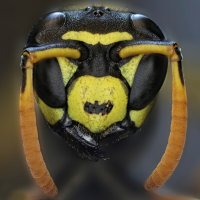 . :: Игорь Осипов