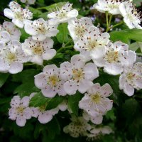 Боярышник :: Сергей Карачин