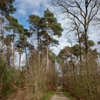 К соснам... :: Николай Гирш