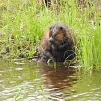 бобр :: ИННА ПОРОХОВА