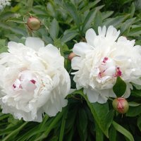 Белые пионы :: BoxerMak Mak