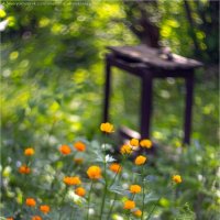 В чужом саду цветёт купальница :: Анастасия Северюхина В чужом саду цветёт купальница :: Анастасия Северюхина