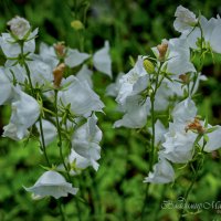 "Белые колокольчики"© :: Владимир Макаров