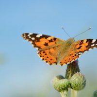 *** :: Надежда Куркина 