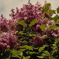 прирола :: סּﮗRuslan HAIBIKE Sevastyanovסּﮗסּ