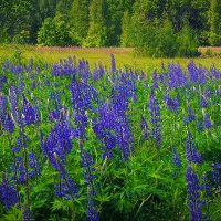 Краски лета... :: Владимир Шошин