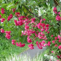 Плетистая роза :: Татьяна Львова