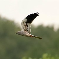 Луговой лунь :: Светлана 