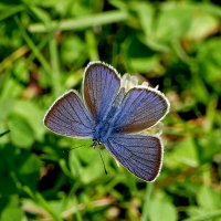 опять про бабочек 49 :: Александр Прокудин