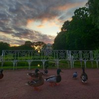 Утки на закате :: Сапсан 