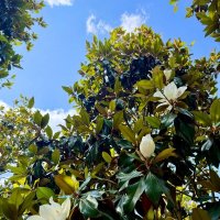 Магнолия :: Сергей Б. Магнолия :: Сергей Б.