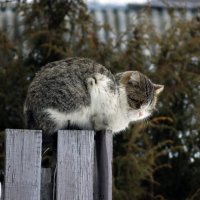 уличный кот :: Полина Лопатина (Hunter)