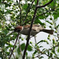 июнь :: Полина Лопатина (Hunter)