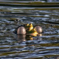 ups :: vladimir ups :: vladimir