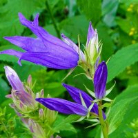 Городские цветы. :: Милешкин Владимир Алексеевич 