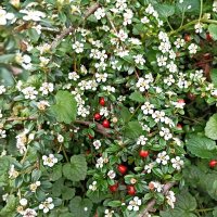 Цветущий кизильник :: Veera V