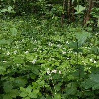 земляничная поляна :: Галина R...